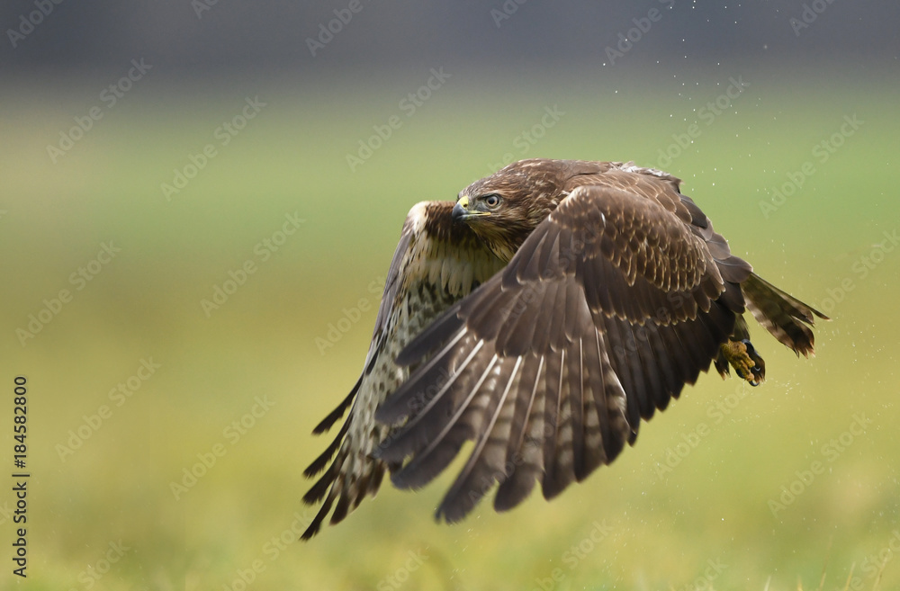 Fototapeta premium Common buzzard (Buteo buteo)