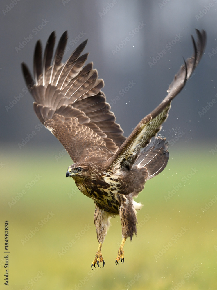Fototapeta premium Common buzzard (Buteo buteo)