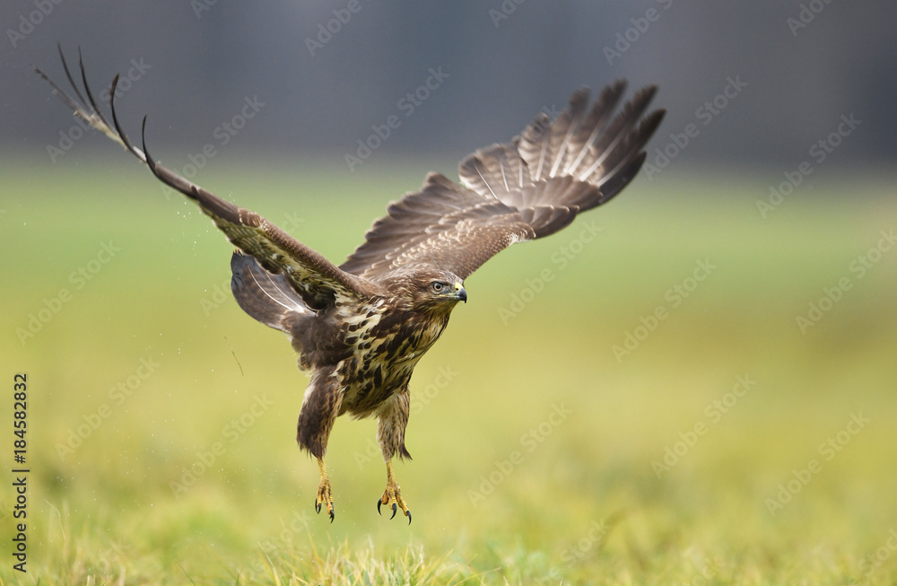 Obraz premium Common buzzard (Buteo buteo)
