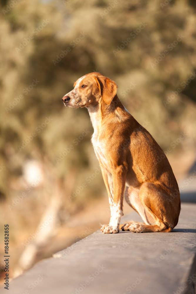 Lonely street dog watchig the sunrise Lonely street dog watchig the sunrise