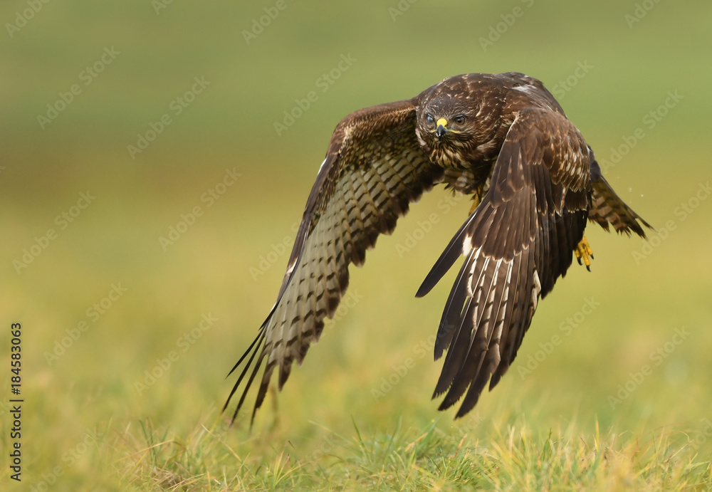 Obraz premium Common buzzard (Buteo buteo)