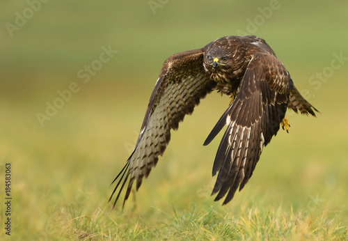 Common buzzard  Buteo buteo 