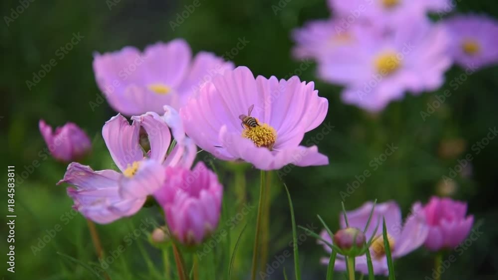 bumble bee In Flower Garden Cosmos (Cosmos Bipinnatus). Bee inside of pink flower in shine of the sun. bumble bee In Flower Garden Cosmos (Cosmos Bipinnatus). Bee inside of pink flower in shine of the sun.