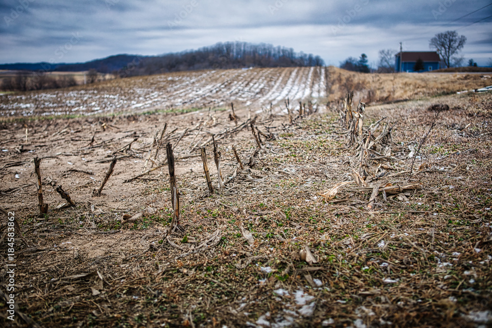 Close up of winter cornfield in Wisconsin farmland