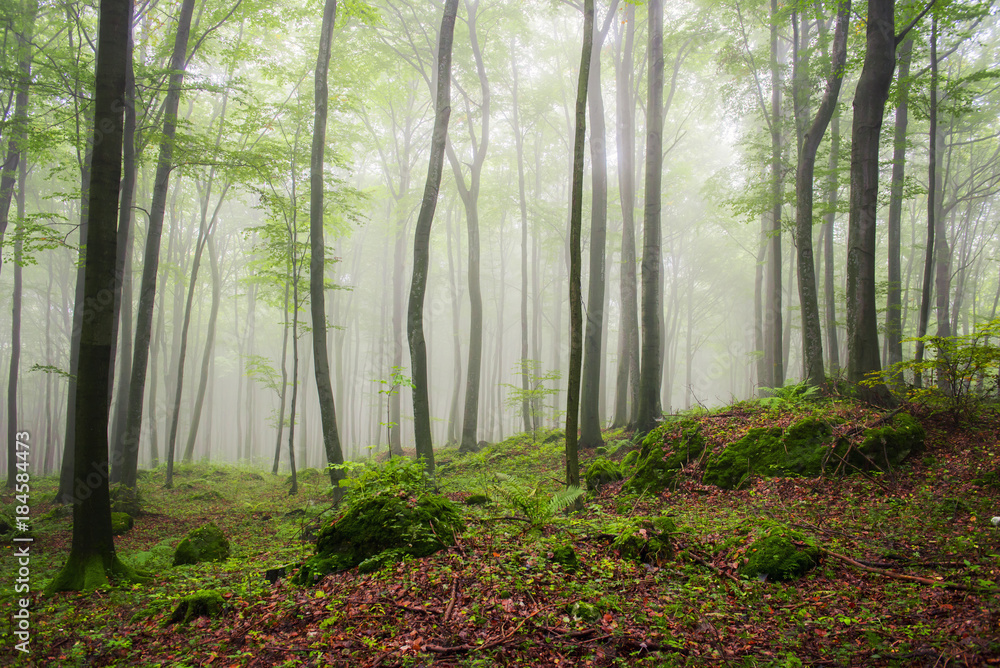 Obraz premium Morning in the foggy forest