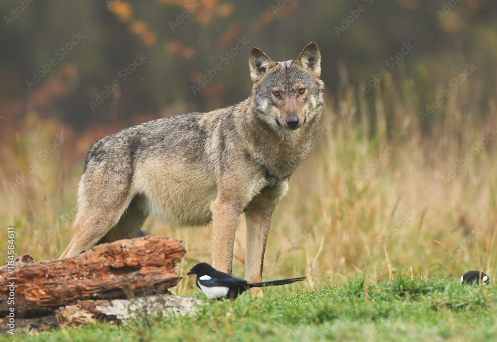 Obraz premium Wolf (Canis lupus)