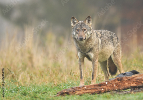 Wolf (Canis lupus) © Piotr Krzeslak