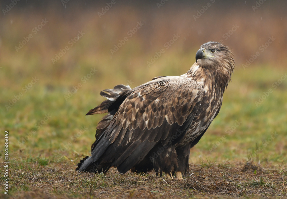 White tailed Eagle (Haliaeetus albicilla) White tailed Eagle (Haliaeetus albicilla)