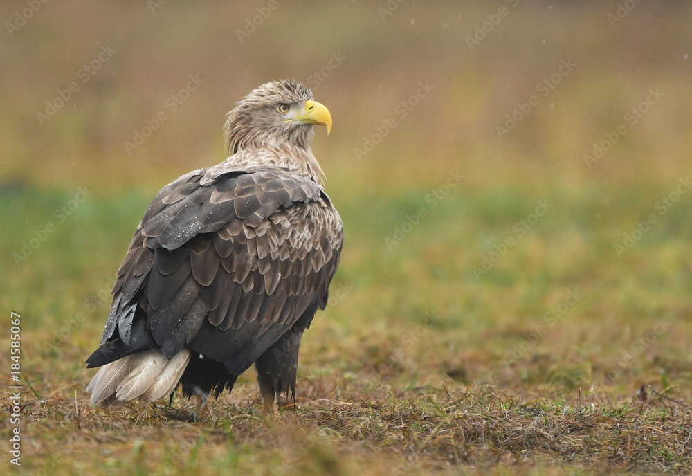 White tailed Eagle (Haliaeetus albicilla) White tailed Eagle (Haliaeetus albicilla)