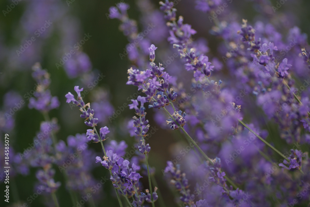 Obraz premium lavender in blossom
