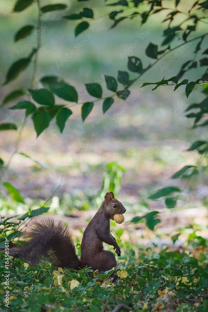 Fototapeta premium squirrel and nut