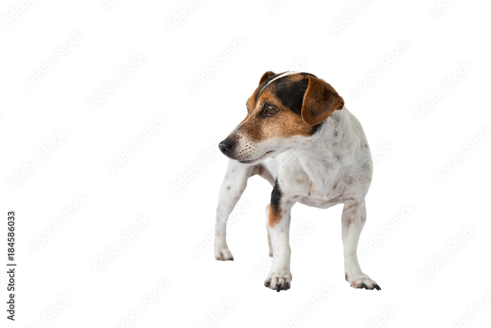 Jack Russell Terrier 9 years old, hair style smooth - Cute little dog - isolated against white background Jack Russell Terrier 9 years old, hair style smooth - Cute little dog - isolated against white background