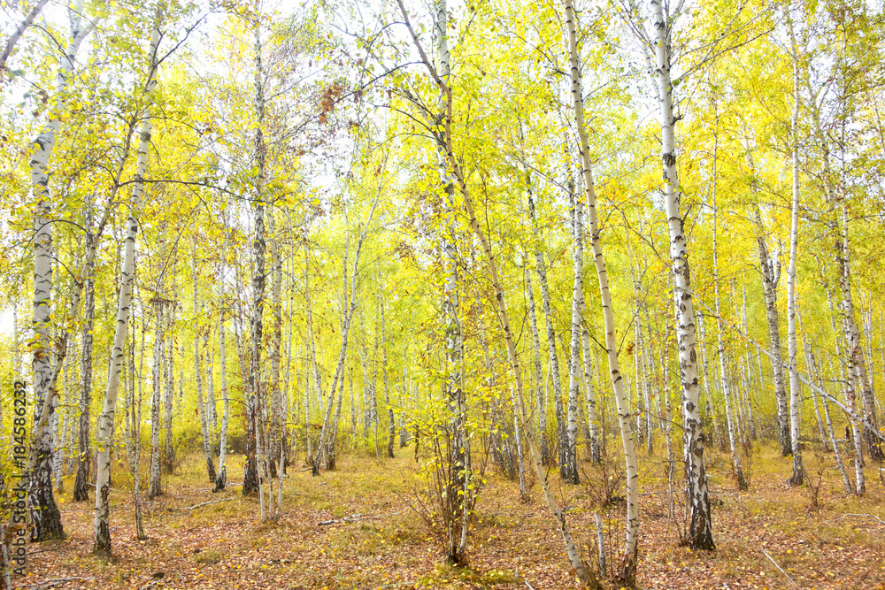 Fototapeta premium birch forest