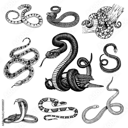 Set Viper Snake. serpent cobra and python, anaconda or viper, royal. engraved hand drawn in old sketch, vintage style for sticker and tattoo. ophidian and asp.