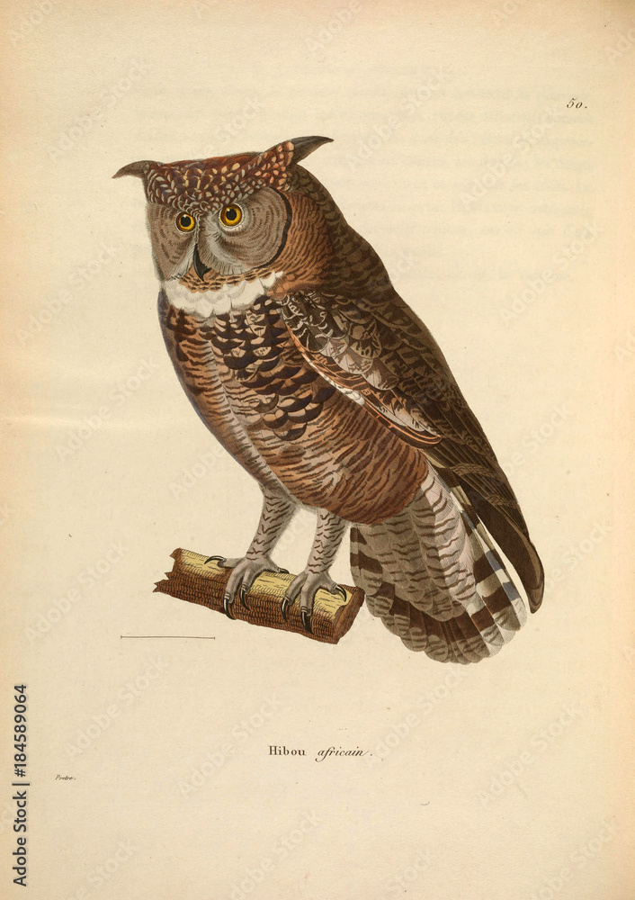 Fototapeta premium Illustration of owl