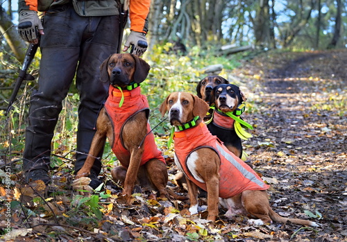 four hunting dogs waiting for a command photo