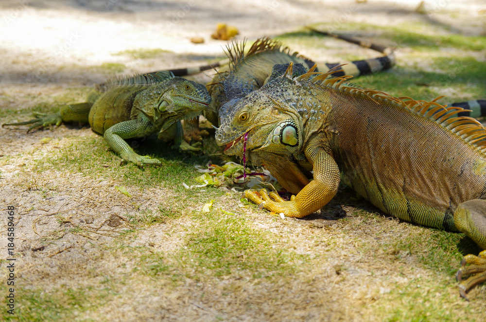 Close up of a beautiful green iguana resting over a sand in san Andres beach Close up of a beautiful green iguana resting over a sand in san Andres beach