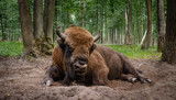 Russian bison
