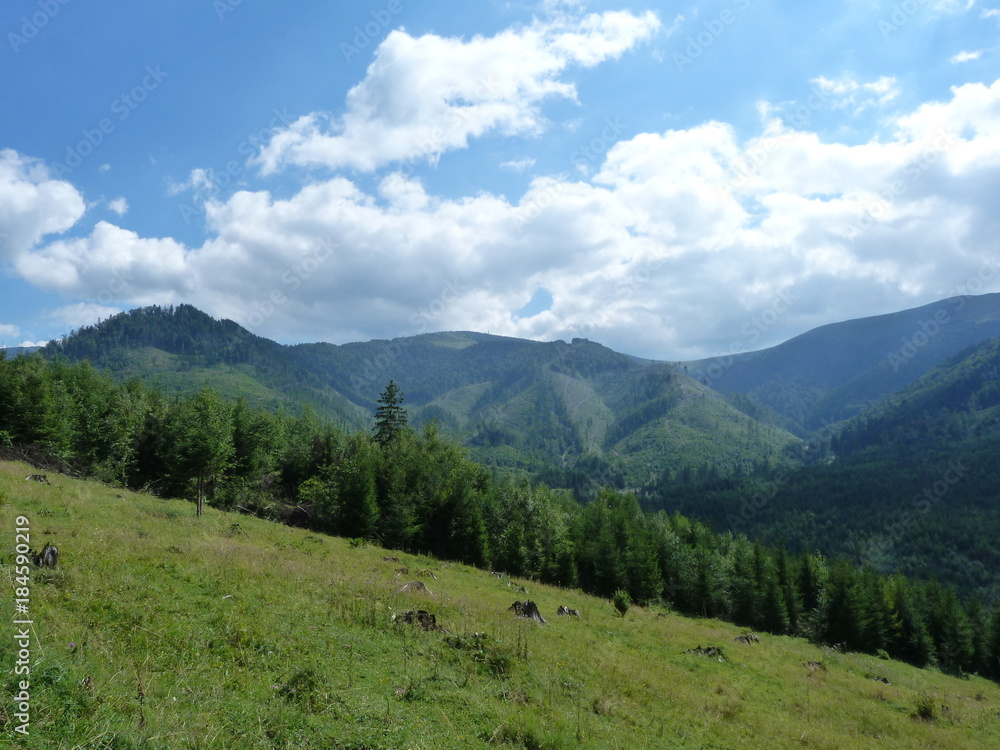 Vegetation of the Borzhava Mountain Range of the Ukrainian Carpathians.