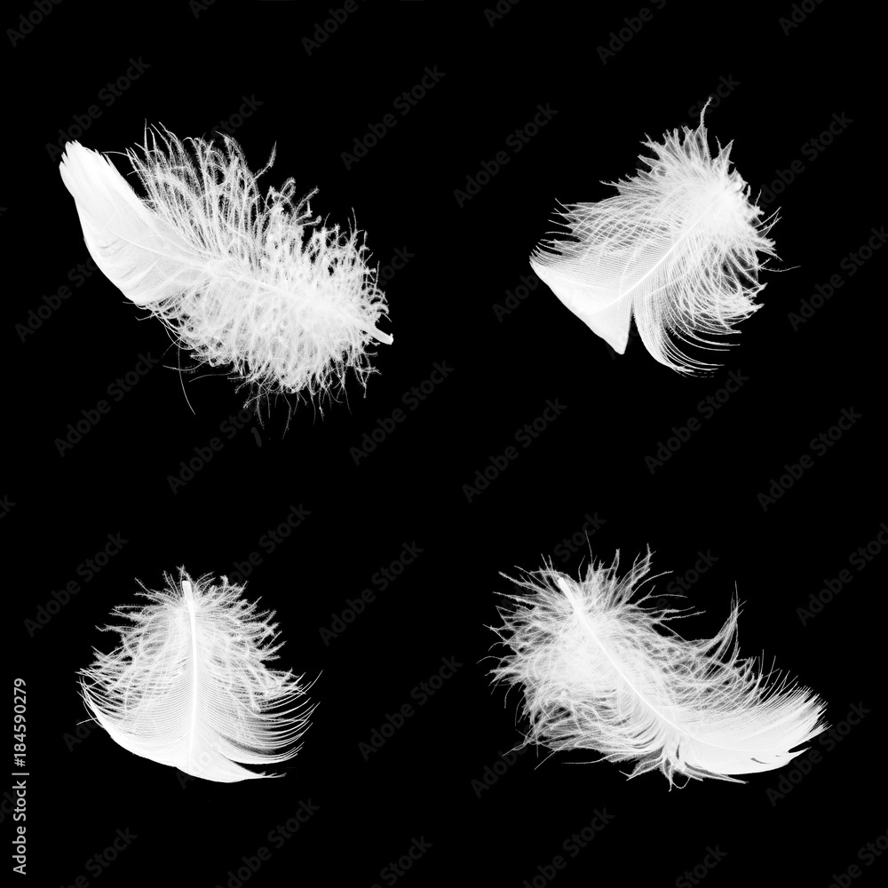 Naklejka a set of white fluffy feathers in different angles on a black isolated background