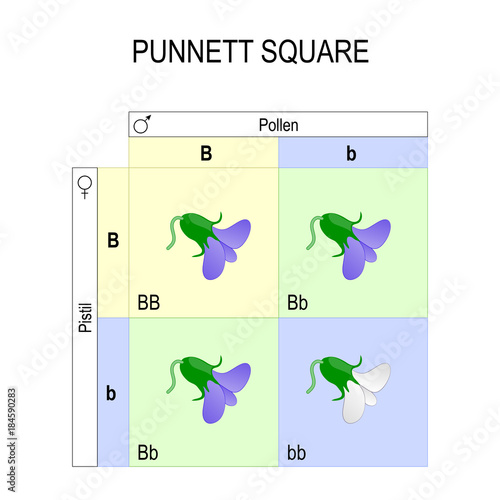 Punnett square. genetics