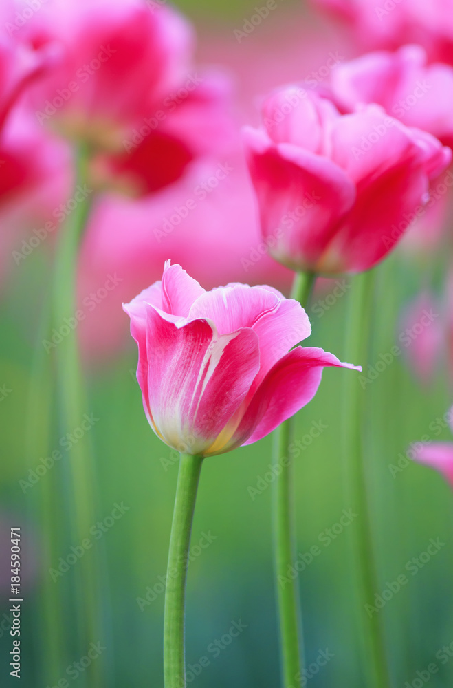 pink flowers tulips grow in the garden in the spring pink flowers tulips grow in the garden in the spring