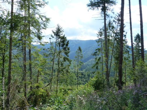 The nature of the mountain forest of the Ukrainian Carpathians.