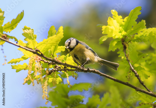 funny bright bird blue tit sitting on a young oak in the spring garden in early may