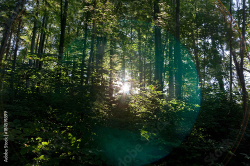 Fototapeta Naklejka Na Ścianę i Meble -  Sun shining through trees in forest
