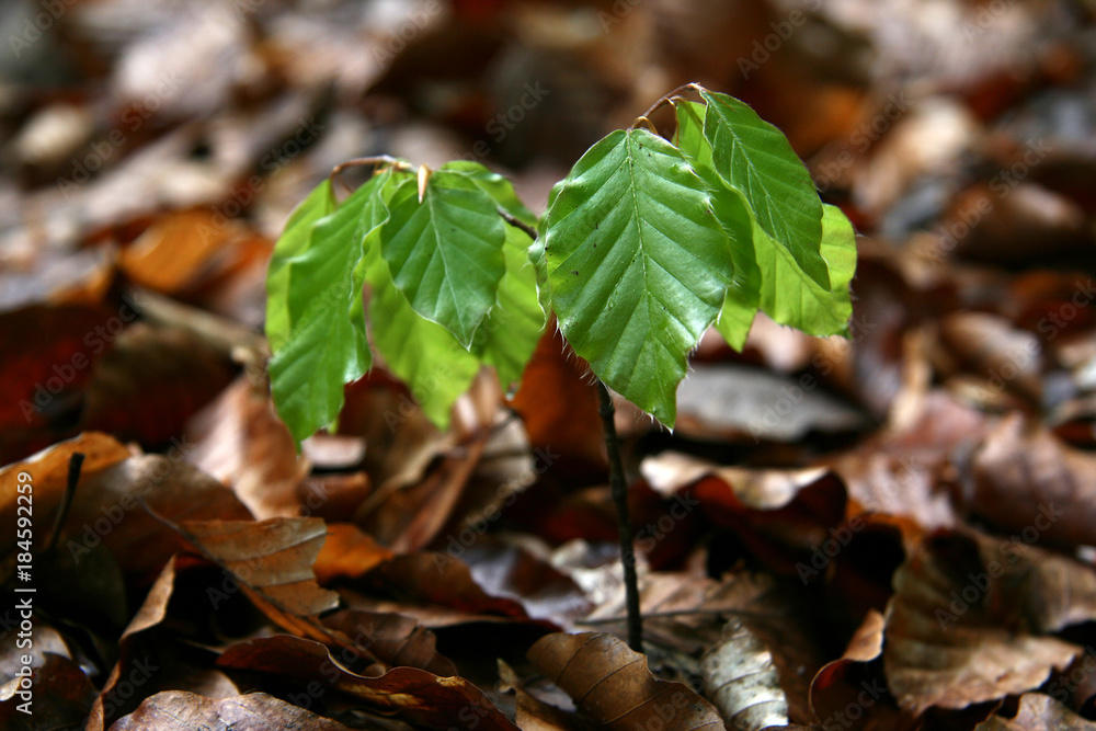 frisches Grün frisches Grün