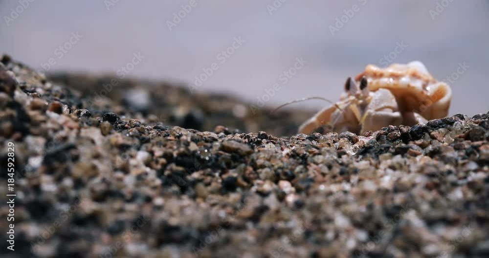 crab comes out of the shell in sea background. Hermit crab. crab comes out of the shell in sea background. Hermit crab.