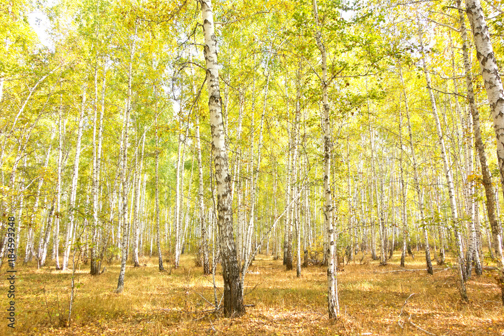 Obraz premium birch forest