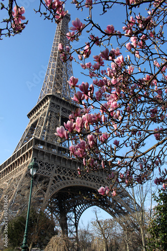The Eiffel Tower and a magnolia branch.