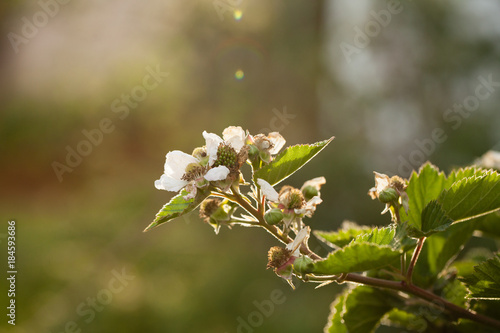 Raspberry Blossom