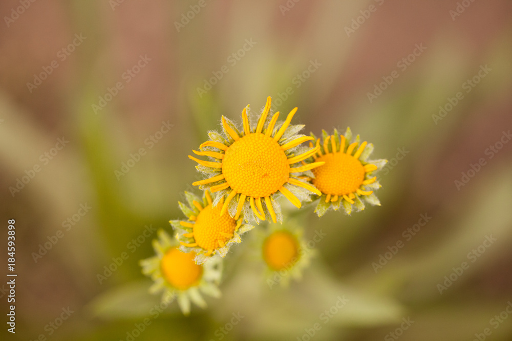 Yellow Wildflowers in the La Sal Mountains Yellow Wildflowers in the La Sal Mountains