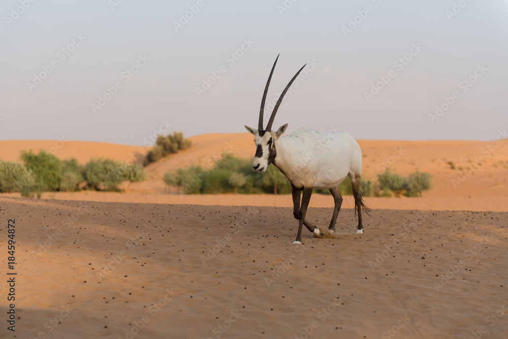 Naklejka premium Arabische Oryx Wüste