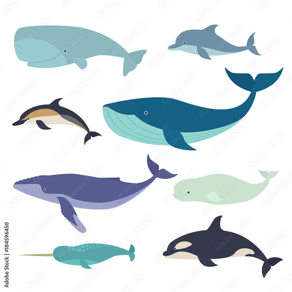 Set of vector whales and dolphins. Vector illustration of marine mammals, such as narwhal, blue whale, dolphin, beluga whale, humpback whale and the sperm whale. Set of vector whales and dolphins. Vector illustration of marine mammals, such as narwhal, blue whale, dolphin, beluga whale, humpback whale and the sperm whale.