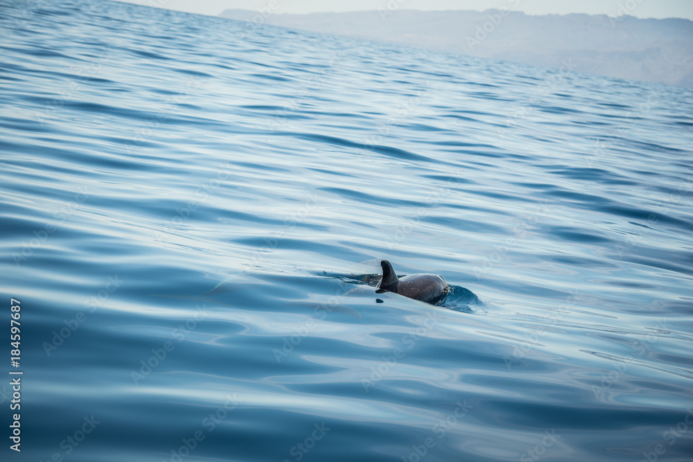 Fototapeta premium Wild Dolphin