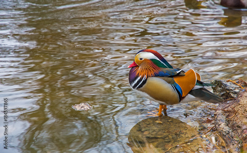 Wallpaper Mural Mandarin duck on the shore of the lake Torontodigital.ca