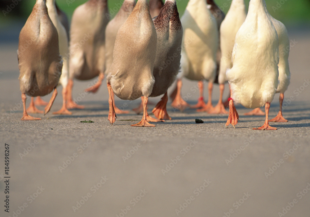 Fotografie, Obraz Gaggle of geese
