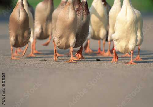 Valokuva Gaggle of geese