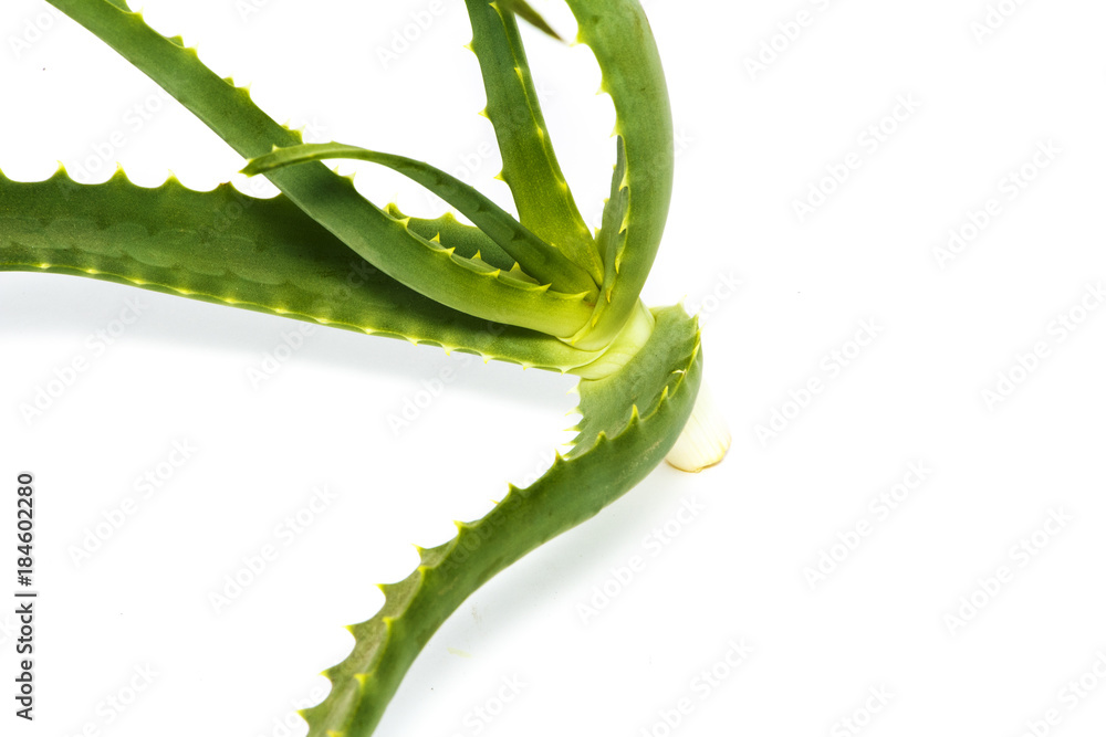 Aloe vera. Isolated on white background. Aloe vera. Isolated on white background.