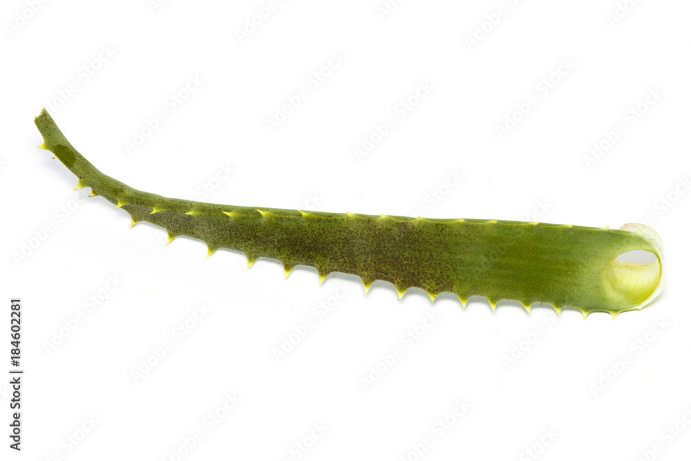 Naklejka premium Aloe vera. Isolated on white background.