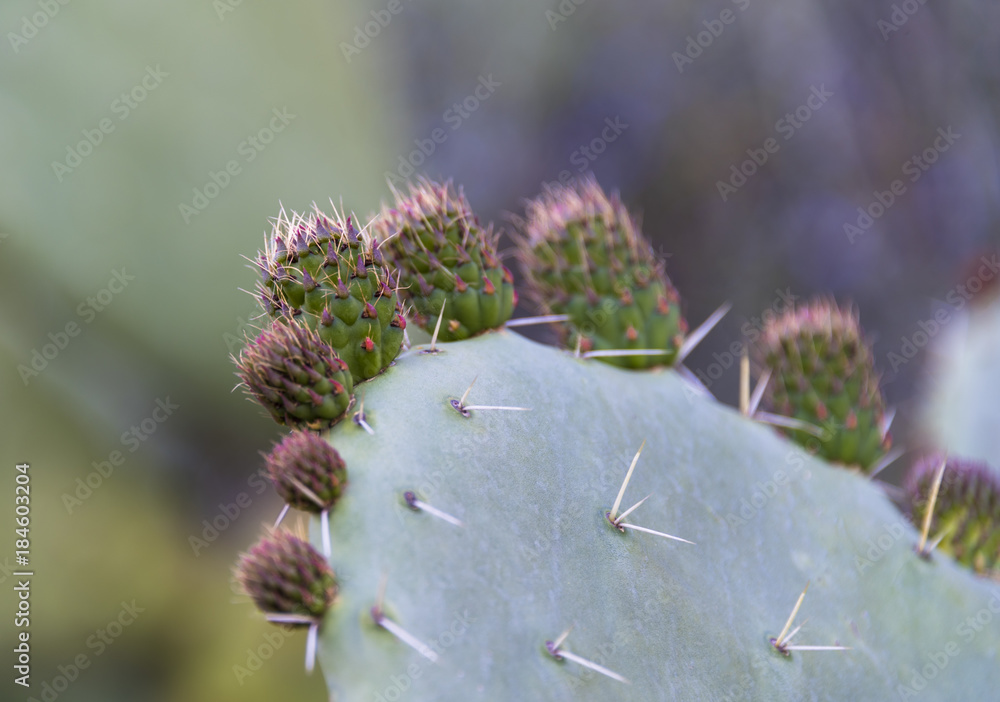 Close up image of a cactus in bloom Close up image of a cactus in bloom