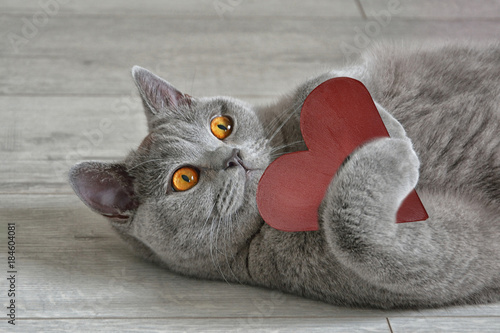 Greeting card with a British short-hair cat that holds a red heart. Valentine's Day concept.