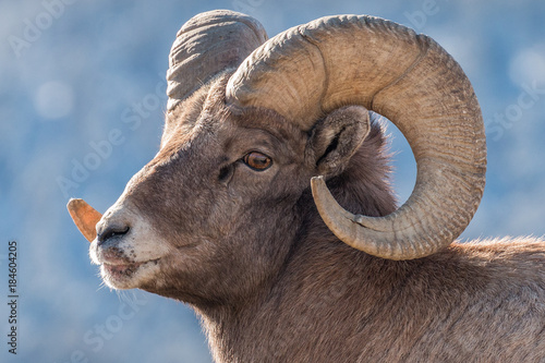 Quadro su tela Bighorn ram during rut in Yellowstone National Park