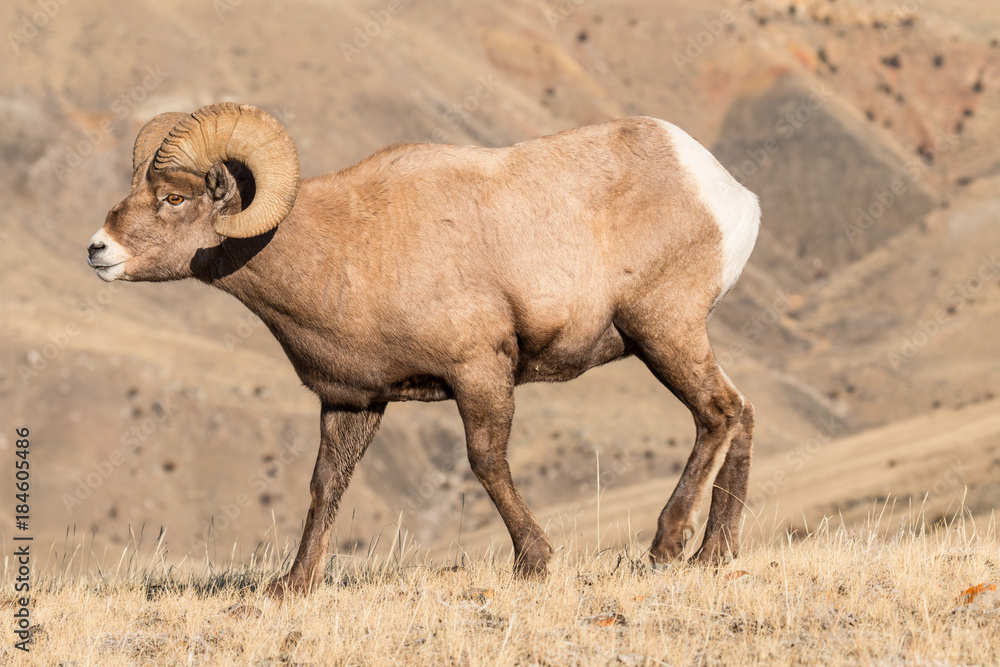 Fototapeta premium Bighorn ram in Yellowstone National Park.
