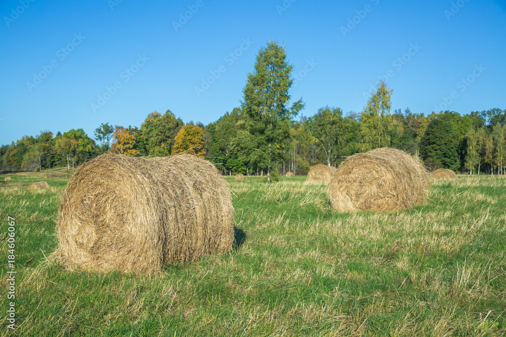 Meadow with hay rolls in autumn.