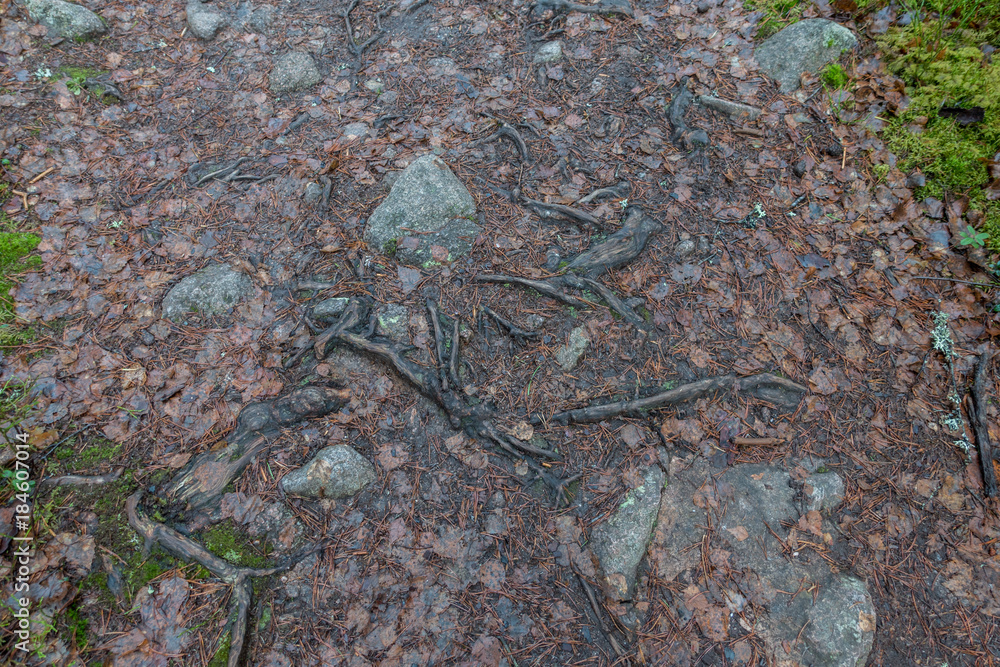 Norra Kvill National Park