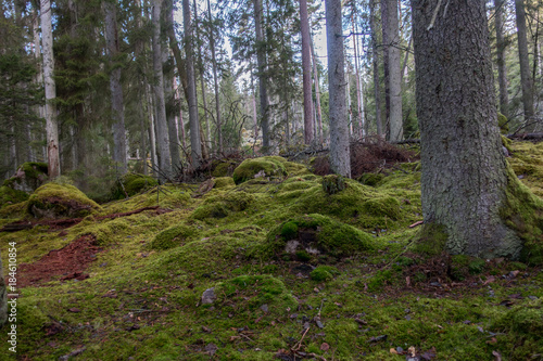 Norra Kvill National Park